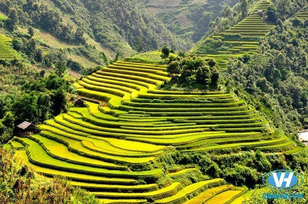 Những thửa ruộng bậc thanh mênh mông Những thửa ruộng bậc thanh mênh mông