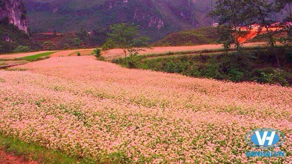 Hà Giang mùa hoa nở