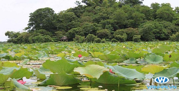 Hồ Quan Sơn mùa sen nở