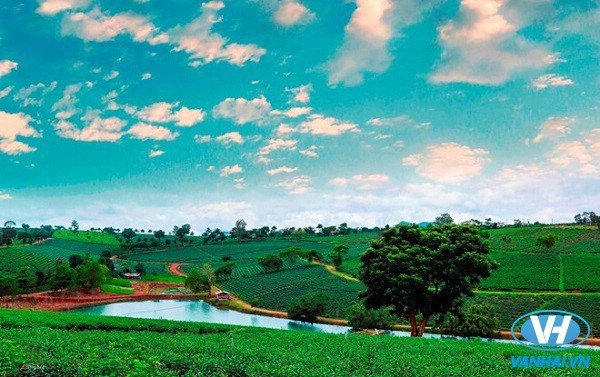 Màu xanh của bầu trời, của cây, hồ nước tại đồi chè Bảo Lộc khiến du khách không muốn rời đi