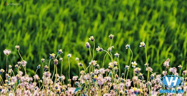  Khóm hoa dại mọc ven ruộng lúa ở Bà Rịa - Vũng Tàu. Màu tím phớt của hoa càng rực rỡ trên tông nền xanh lúa non.    