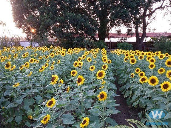 Nơi này nằm cạnh đường mòn Hồ Chí Minh, kéo dài gần 1 km từ xóm  Yên Khang đến xóm Làng Lầm, xã Nghĩa Lâm, huyện Nghĩa Đàn, tỉnh Nghệ An.