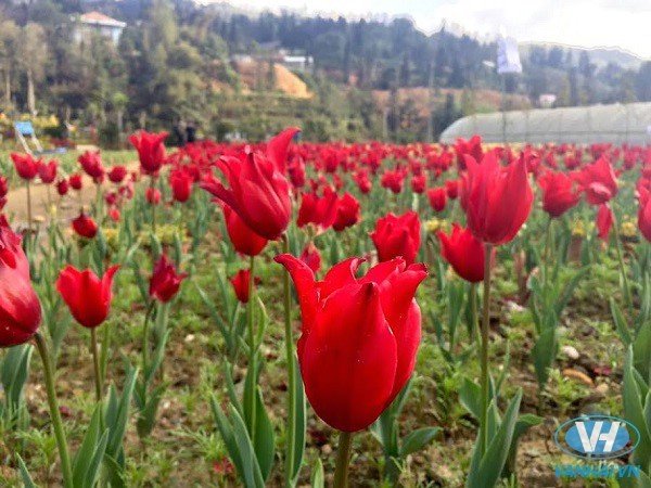 Vườn hoa tulip tại cao nguyên Bắc Hà của tỉnh Lào Cai