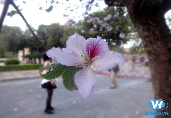 Cứ độ tháng 2, tháng 3 những cánh hoa ban tím lại lấp ló trên nhiều tuyến phố của Hà Nội. Năm nay, do thời tiết ấm nóng nên hoa nở sớm hơn.