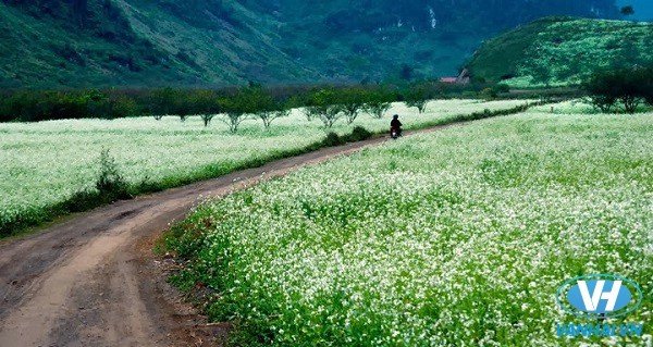 Mộc Châu là vùng đất xinh đẹp nằm ở phía Tây Bắc, cách Hà Nội chừng 200km.