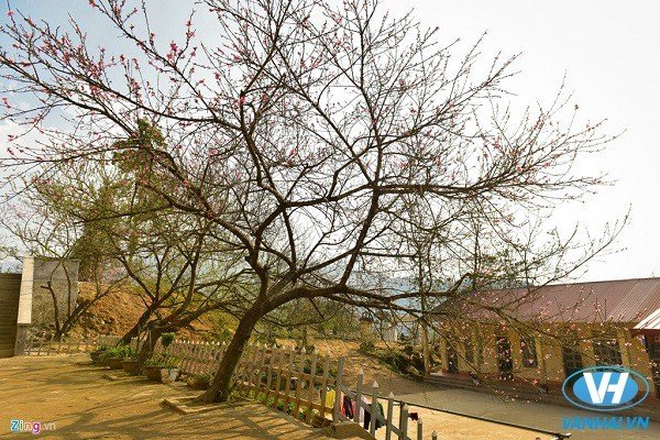 Hoa đào được trồng rất nhiều trong khuôn viên của trường  khiến nơi đây trở thành một trong những ngôi trường đẹp nhất xứ Bát Xát   Hoa đào được trồng rất nhiều trong khuôn viên của trường  khiến nơi đây trở thành một trong những ngôi trường đẹp nhất xứ Bát Xát