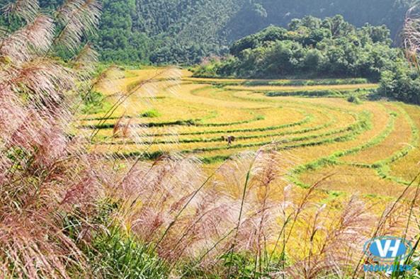 Vẻ đẹp thơ mộng của đồng cỏ lau Bình Liêu