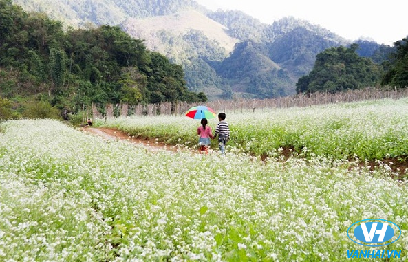 Mộc Châu có một khí hậu trong lành, ôn hoà và rất dễ chịu