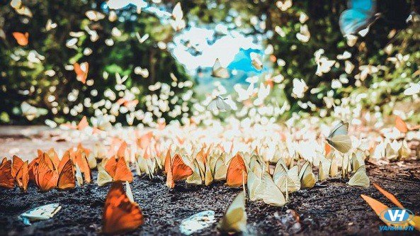 Những đàn bướm đủ màu sắc bay rợp trời