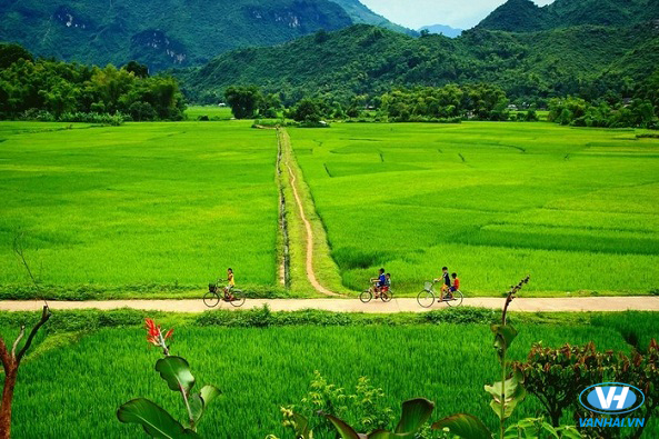 Những đứa trẻ đạp xe lang thang quanh cánh đồng