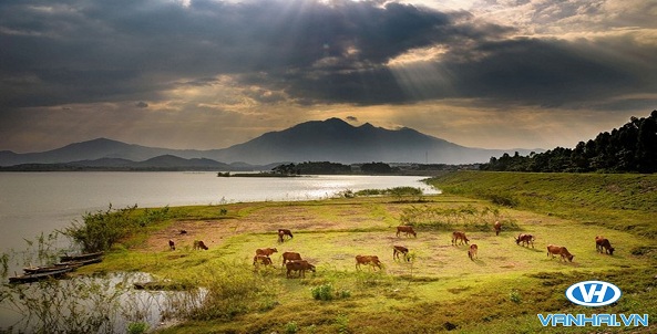 Đàn bò nhởn nhơ gặm cỏ bên hồ