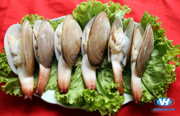 Tu hài là loại hải sản quý hiếm ở Cát Bà