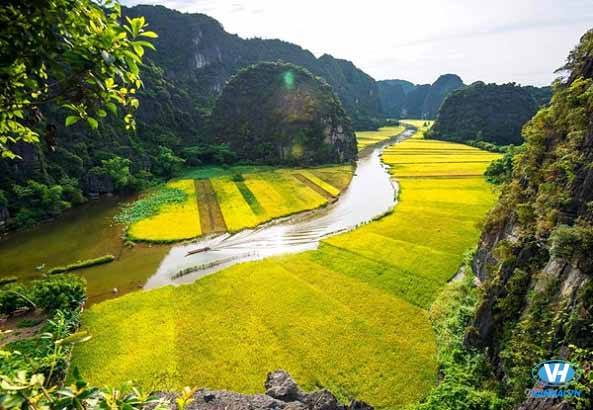 Những cánh đồng lúa dọc sông Ngô Đồng