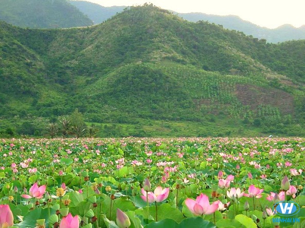 Hồ Quan Sơn nên thơ, đẹp mơ màng mùa sen nở