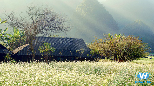 Hoa cải phủ trắng cả đồi trên cao nguyên Mộc Châu