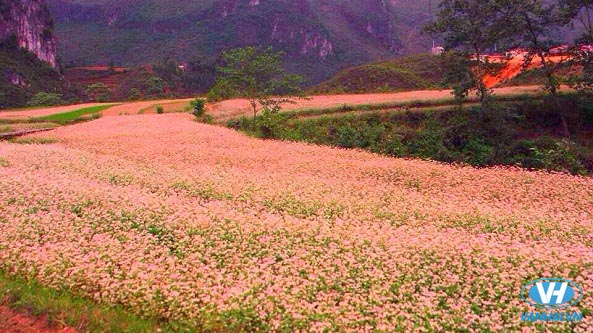 Hà Giang nổi tiếng với mùa hoa tam giác mạch