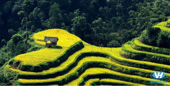 Mỗi mùa vẻ đẹp của ruộng lúa Hoàng Su Phì lại khác nhau