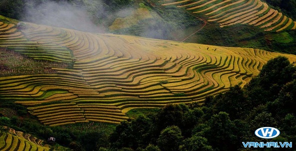 Đến Xím Vàng chiêm ngưỡng bức tranh mùa vàng tuyệt mỹ