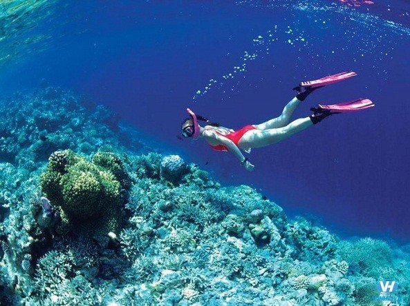 Một bãi san hô nơi du khách có thể lặn biển thỏa thích