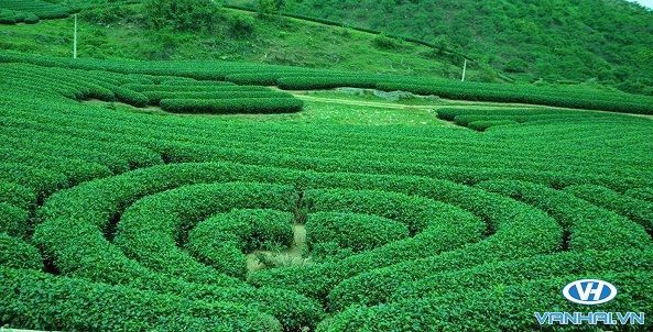 Đồi chè hình trái tim Mộc Châu luôn được các cặp đôi ưa thích