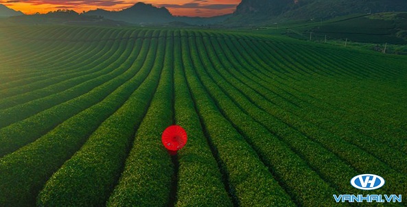 Đồi chè Mộc Châu quyến rũ dưới nắng vàng