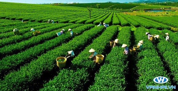Chiêm ngưỡng những đồi chè xanh trải dài mênh mông