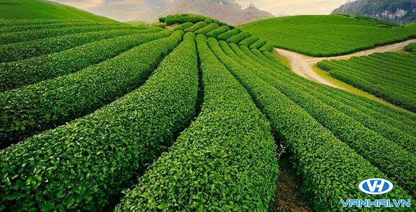 Khung cảnh xanh tươi của những đồi chè ở Mộc Châu