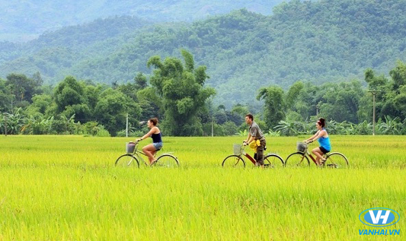 Đạp xe giữa những cánh đồng lúa xanh mướt