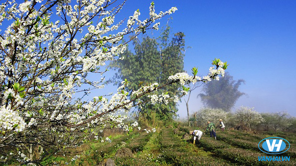 Mùa thu là mùa của trăm hoa khoe sắc tại Mộc Châu