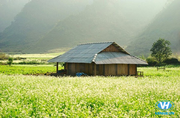 Cánh đồng hoa cải trắng tinh khôi ở Mộc Châu