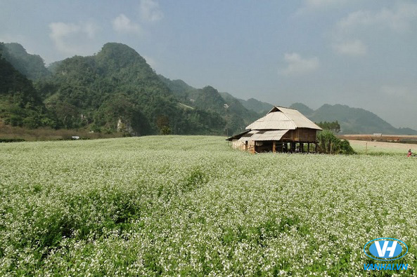 Vườn hoa cải trắng muốt ở thị trấn Nông Trường Mộc Châu​