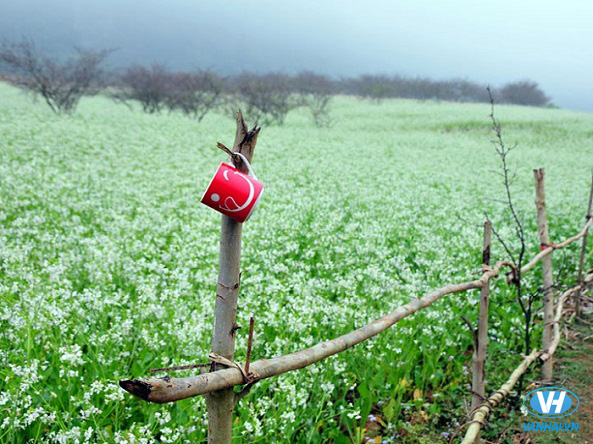 Hoa cải nở vào mùa đông ở Mộc Châu