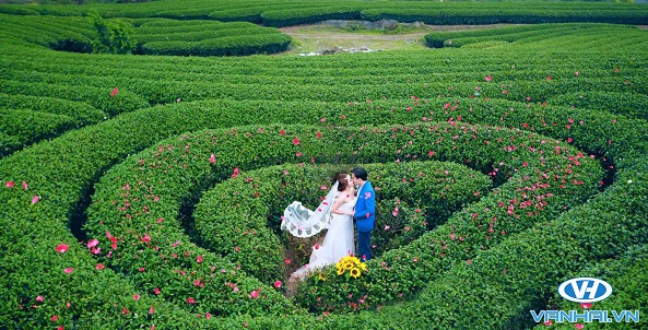 Đồi chè Mộc Châu là background chụp hình cưới vô cùng ấn tượng