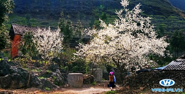 Mùa hoa tháng 1 ở Hà Giang vô cùng sinh động, tươi tắn