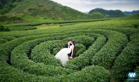 Chụp ảnh cưới lãng mạn ở đồi chè xanh
