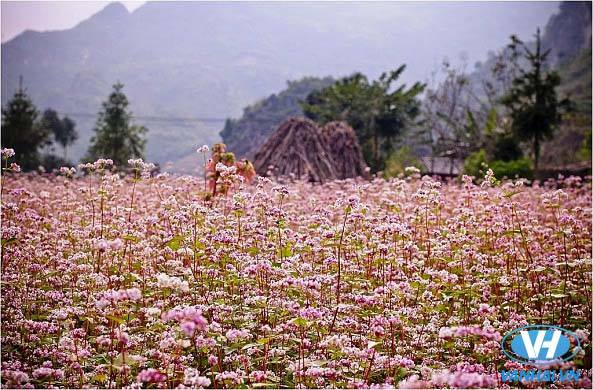 Thiên nhiên tươi đẹp nơi cao nguyên đá