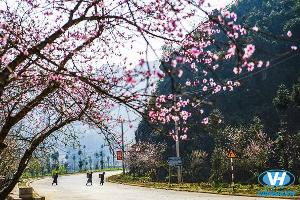 Hà Giang là điểm đến lý tưởng ngày xuân