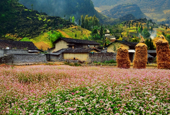 Du lịch Hà Giang chiêm ngưỡng những cánh đồng hoa xinh tươi đang nở rộ