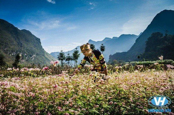 Đến Hà Giang khám phá cảnh sắc thiên nhiên đầy tinh khôi