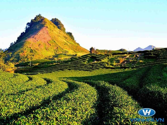 Tour Mộc Châu 2 ngày 1 đêm đang là xu hướng được yêu thích