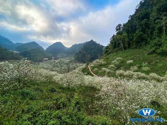 Thung lũng mận Nà Ka hiện lên đầy sinh động